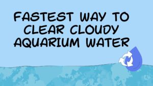 Read more about the article Fastest Way to Clear Cloudy Aquarium Water: Effective Solutions for a Crystal-Clear Tank