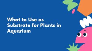 Read more about the article What to Use as Substrate for Plants in Aquarium: A Guide to Optimal Options