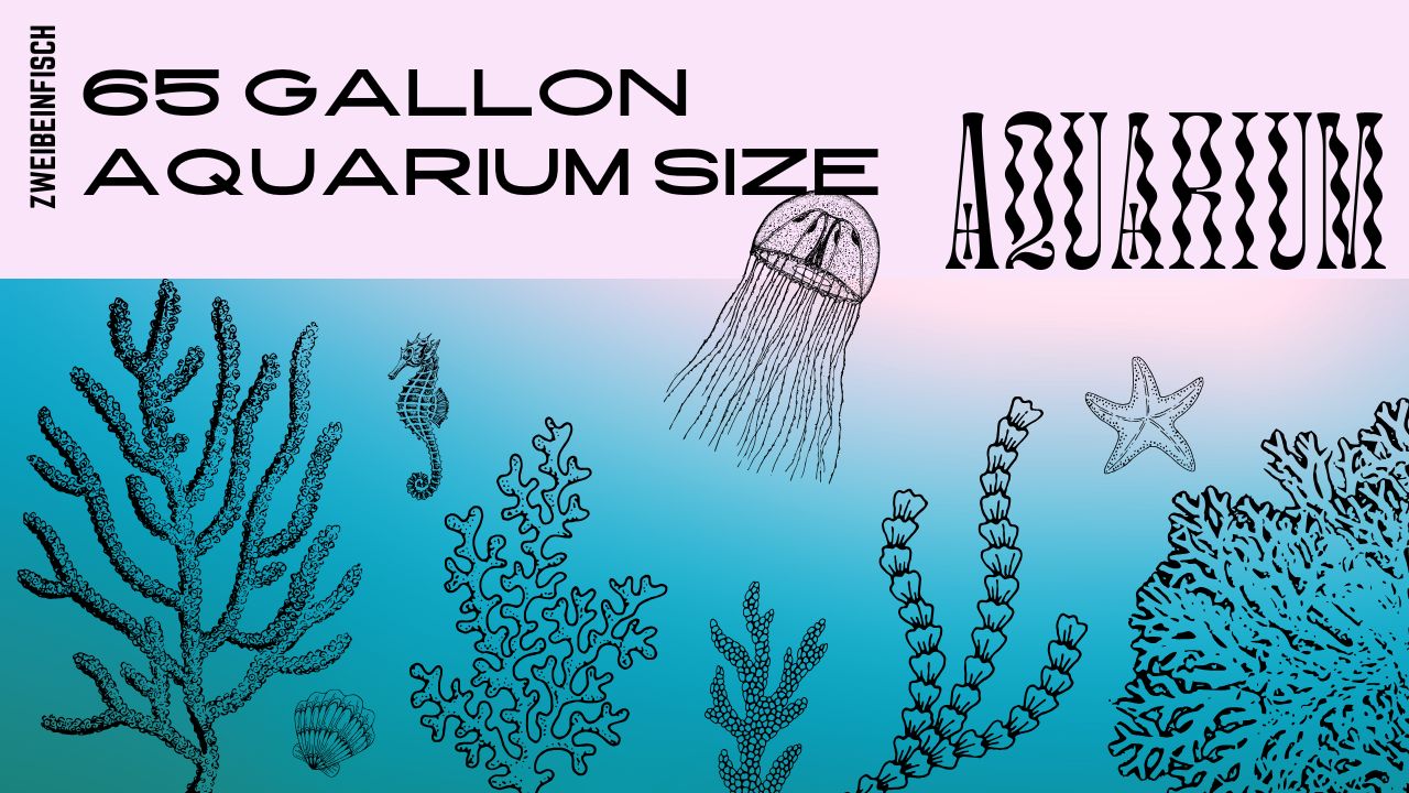 You are currently viewing 65 Gallon Aquarium Size: Ideal Dimensions and Setup Tips